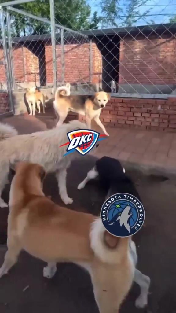 太有活了！美媒惡搞：狗王雷霆嚇退掘金灰熊，把森林狼按地上